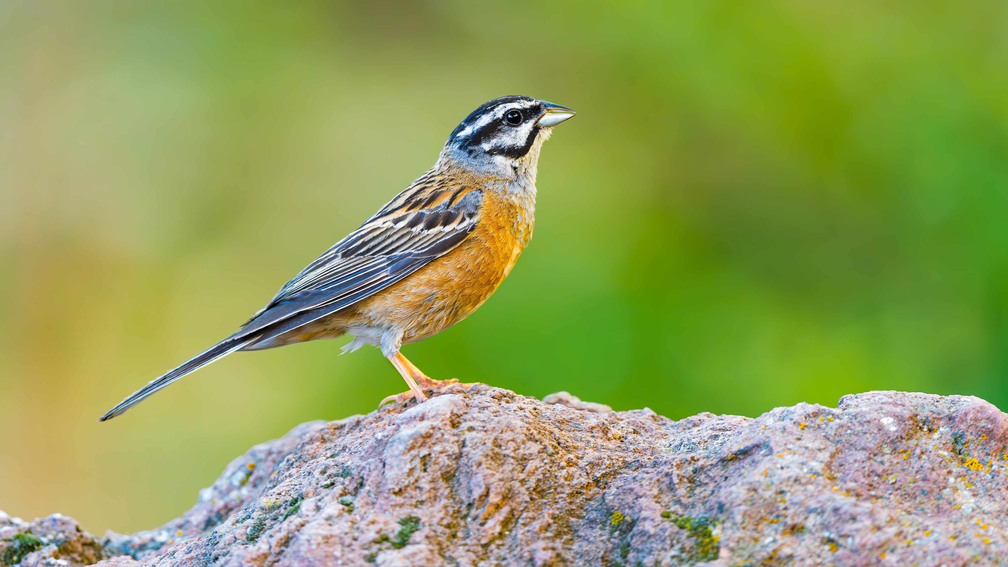 Rock Bunting